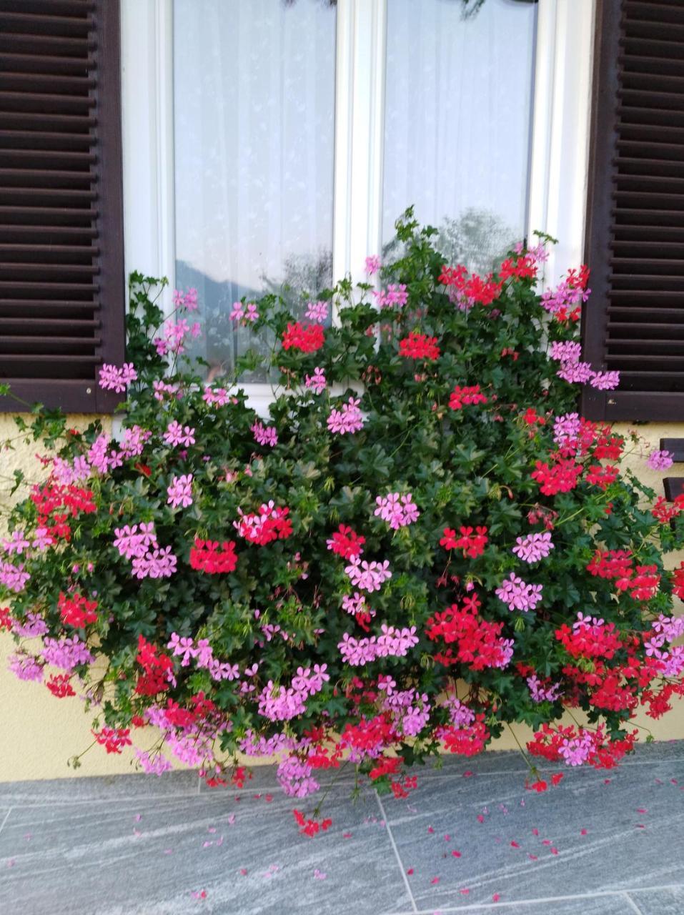 לינה וארוחת בוקר שטרובל Haus Amalia מראה חיצוני תמונה
